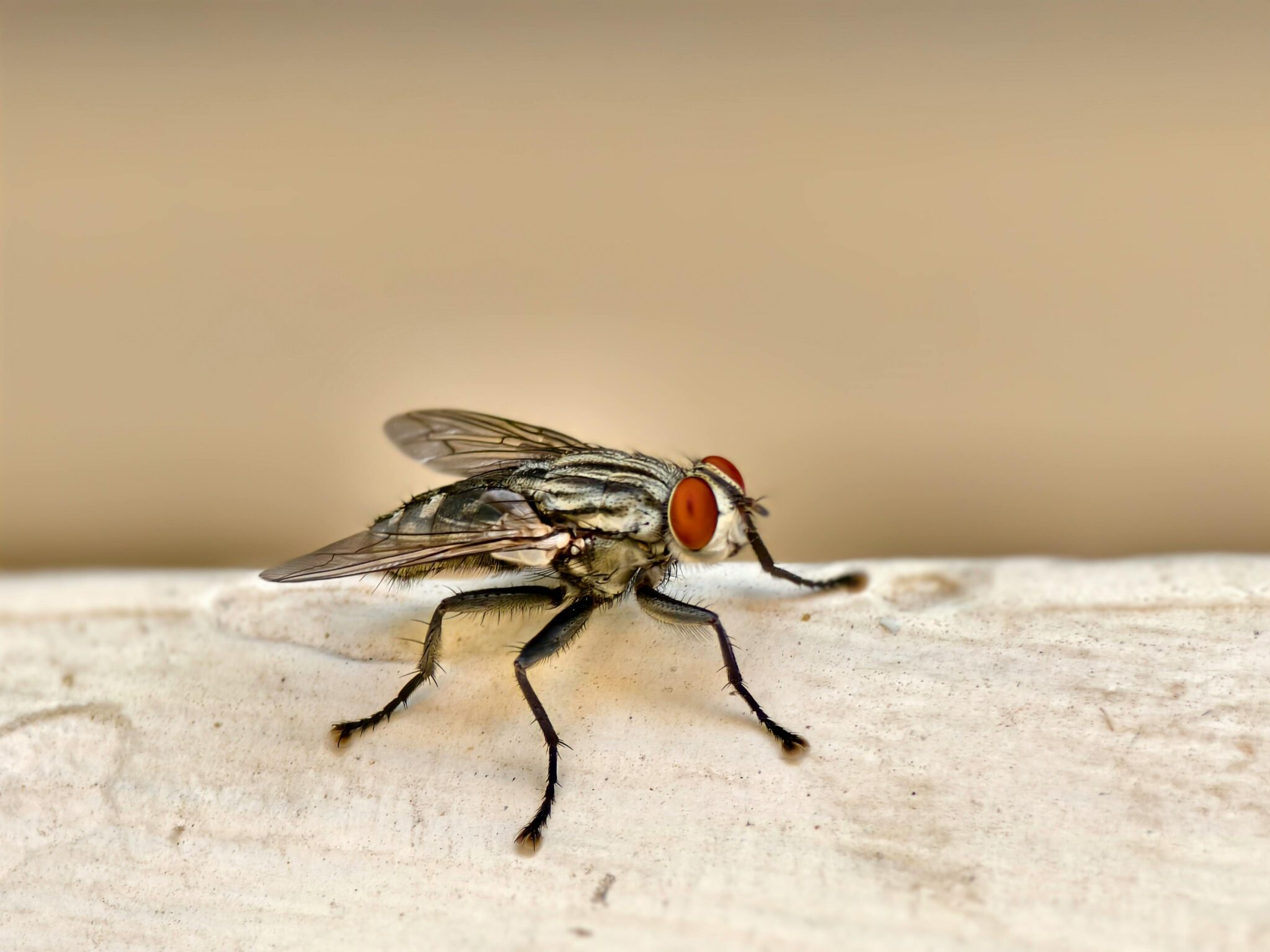 Pest Control